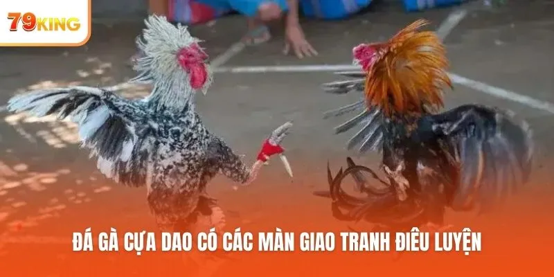 Đá gà cựa dao có các màn giao tranh điêu luyện